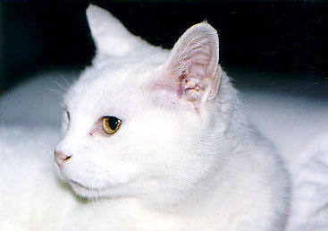 File:Kat to Ana no Midikana Ikimono part 1 picture 1.jpg