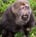 File:Tibetan macaque, Huangshan National Park, China-L.jpg