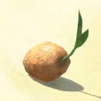 Coconut with sprout