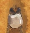 Pebble bug