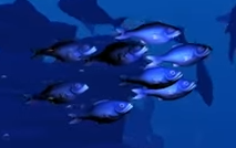 File:School of bioluminescent fish.png