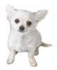 File:Chihuahua Sticker.png