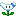 Oxeye Daisy (Boomerang Flower)
