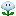 Azure Bluet (Cloud Flower)