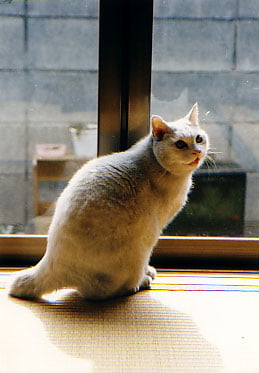 File:Kat to Ana no Midikana Ikimono part 1 picture 8.jpg