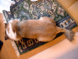 File:Kat to Ana no Midikana Ikimono part 2 picture 5.jpg