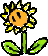 Sunflower Kid