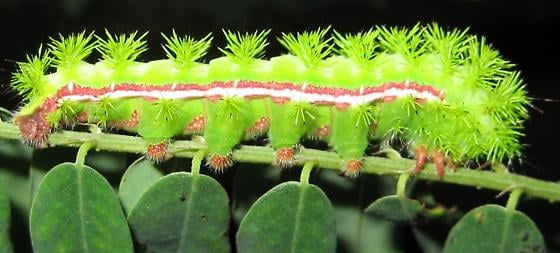 File:Io moth caterpillar.jpg