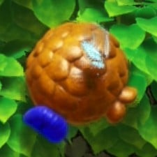 File:YatMB Bugya nut.jpg
