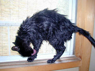 File:Kat to Ana no Midikana Ikimono part 3 picture 4.jpg
