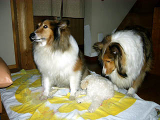 File:Kat to Ana no Midikana Ikimono part 2 picture 6.jpg