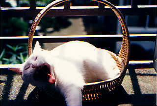 File:Kat to Ana no Midikana Ikimono part 1 picture 4.jpg