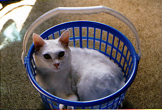 File:Kat to Ana no Midikana Ikimono part 1 picture 3.jpg