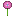 Allium