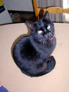 File:Kat to Ana no Midikana Ikimono part 3 picture 1.jpg