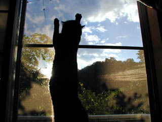 File:Kat to Ana no Midikana Ikimono part 3 picture 6.jpg