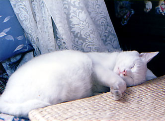 File:Kat to Ana no Midikana Ikimono part 1 picture 6.jpg