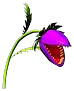 A Venus Fly Trap