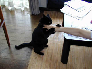 File:Kat to Ana no Midikana Ikimono part 3 picture 3.jpg