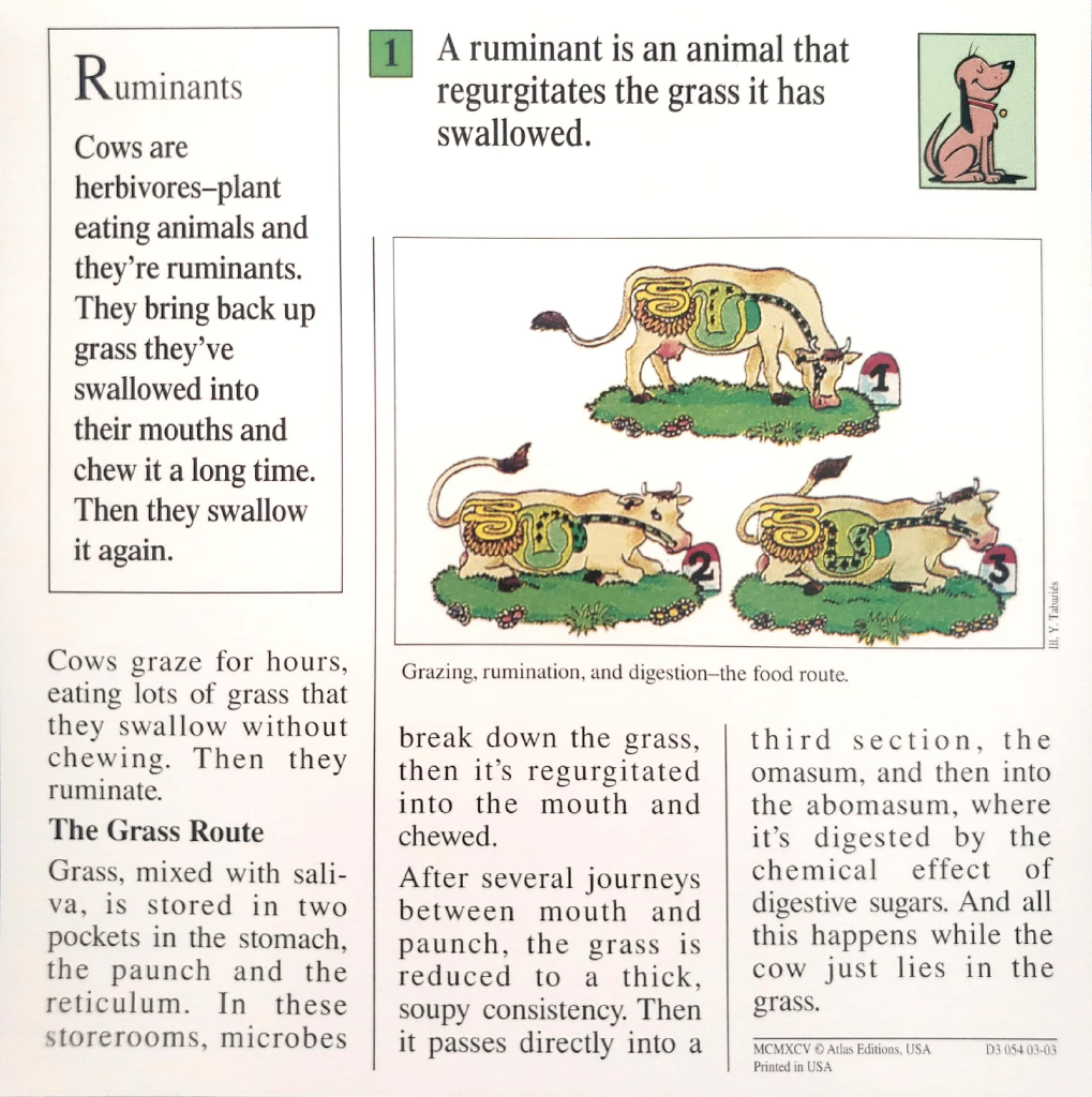 File:Ruminants quiz card back.png - Super Mario Wiki, the Mario ...