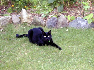 File:Kat to Ana no Midikana Ikimono part 3 picture 2.jpg