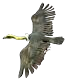 File:DKCBM-buzzard.png