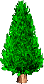 An evergreen tree from Lake