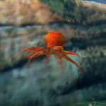 File:MAPaintStudio 3DW Octopus.png