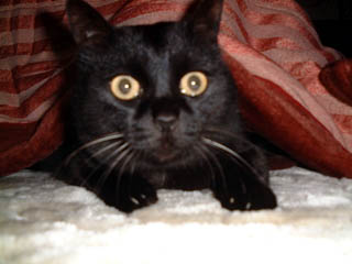 File:Kat to Ana no Midikana Ikimono part 3 picture 5.jpg