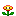 Torchflower (age 1)