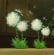 Two dandelion inflorescences