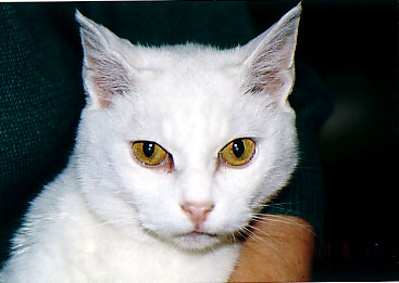 File:Kat to Ana no Midikana Ikimono part 1 picture 5.jpg