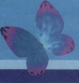 File:ButterflySM64DS1.jpg