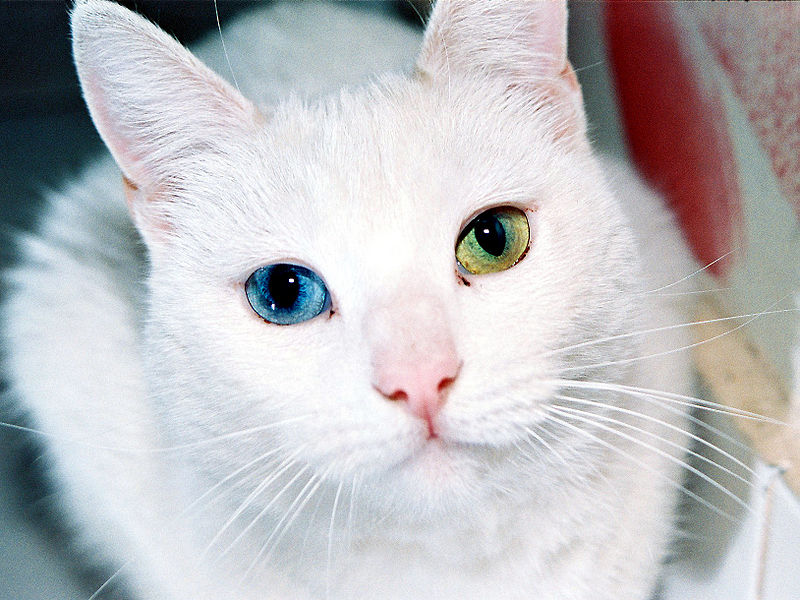 File:Ojos de gato.jpg