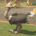 Ostriches found running along Faraway Oasis[76]