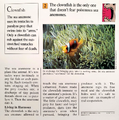 "Which fish doesn't fear poisonous sea anemones?" (back)