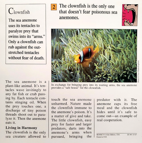 File:Anemones quiz card back.png