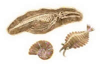 DKB Fossils.png