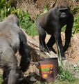 A female gorilla named Glenda "monkeys" around with her friend.