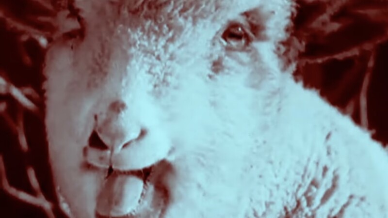 File:Shroom233 Birthday excited lamb.jpg