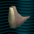 キョウリュウのからだ ("Dinosaur body")