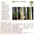 "What kind of plant is bamboo?" (back)