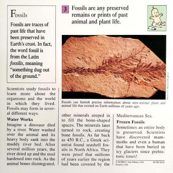 File:Fossils quiz card back.png