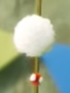 A Nipper Spore in Yoshi's Crafted World.