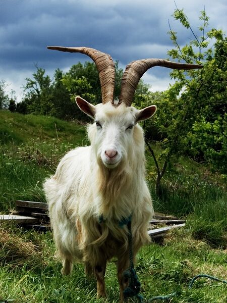 File:Irish Goat.jpg