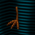 トリのあし ("Bird leg")