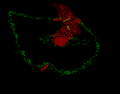 Thumbnail for version as of 19:55, June 14, 2026
