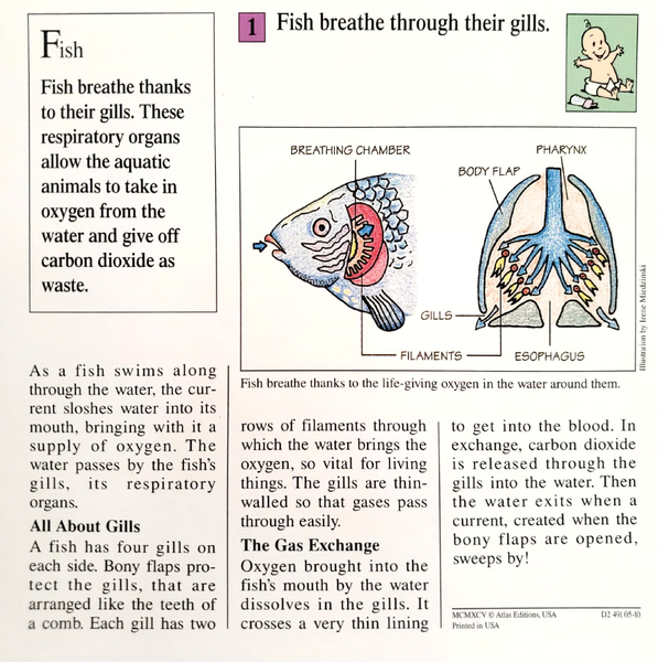 File:Fish breathe quiz card back.png