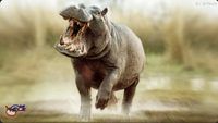 Shaking hippo.png