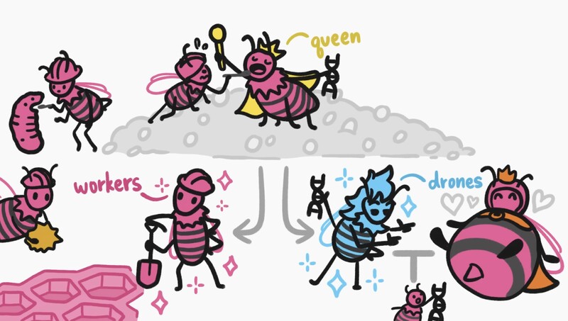 File:MinuteEarth Honey Queen.jpg